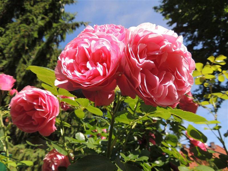 L.-D.-Rose #Anja Schauroth